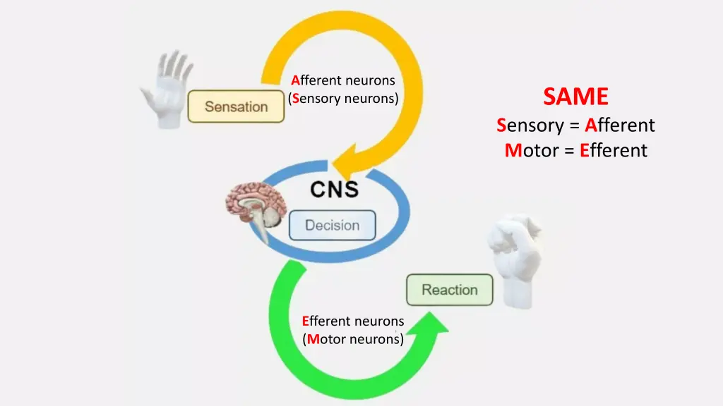 a fferent neurons s ensory neurons