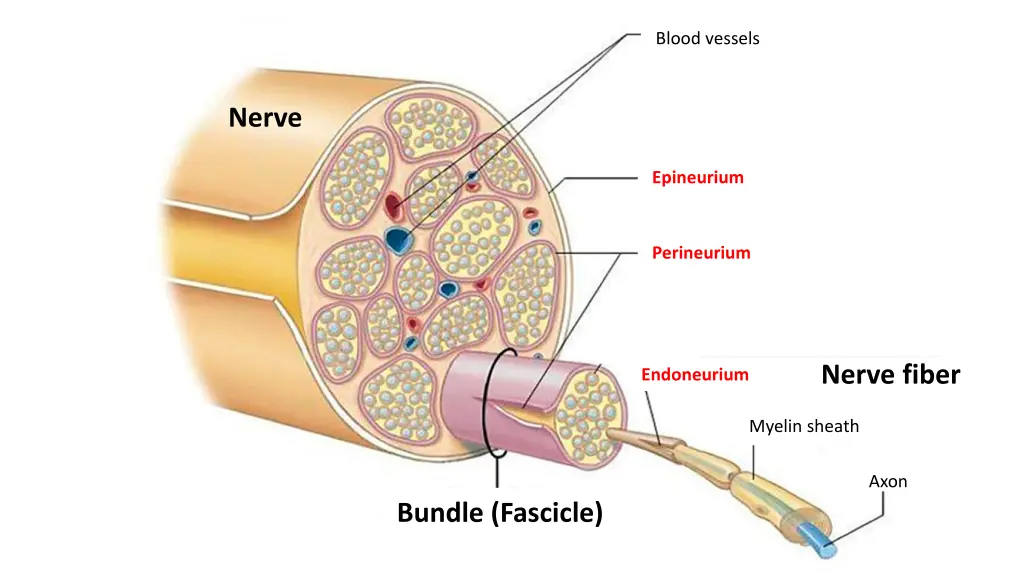 blood vessels