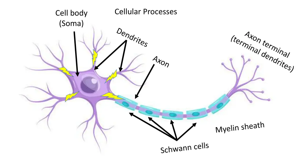 cellular processes