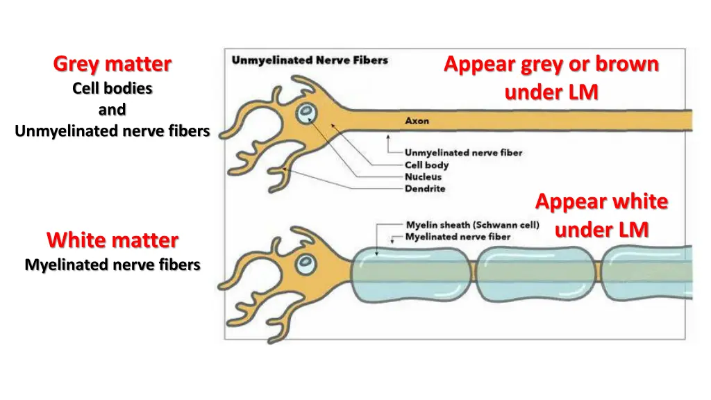 grey matter cell bodies and unmyelinated nerve