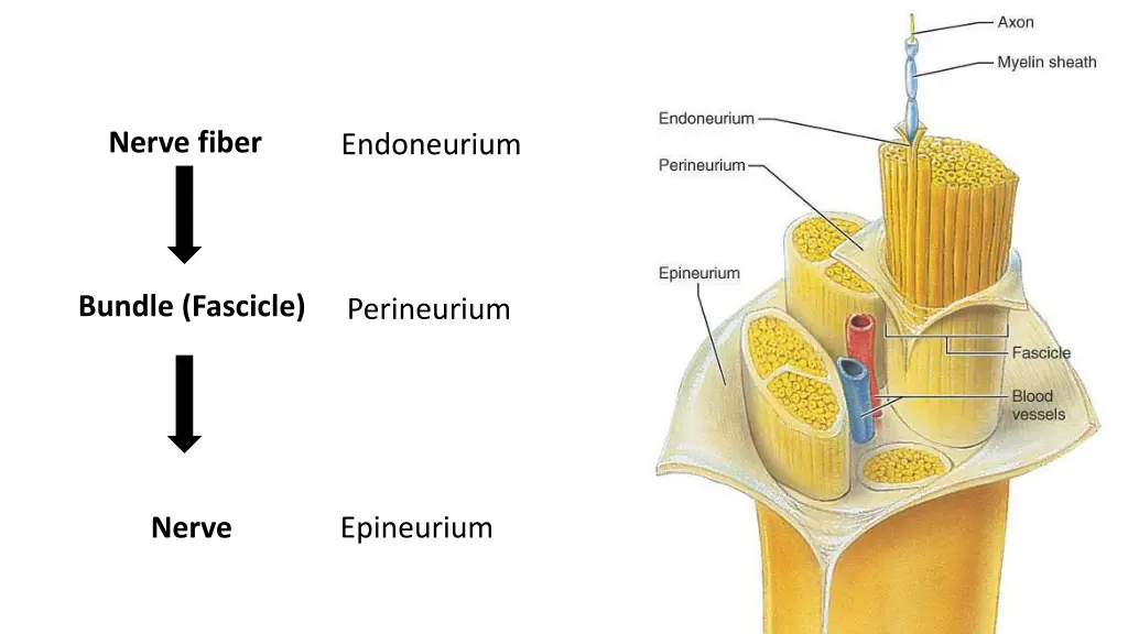 nerve fiber