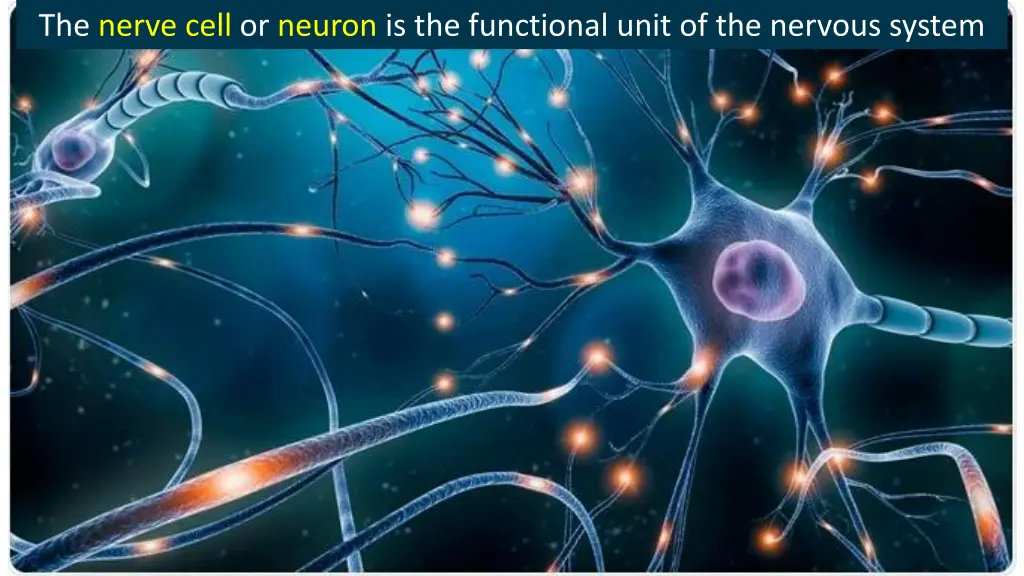 the nerve cell or neuron is the functional unit