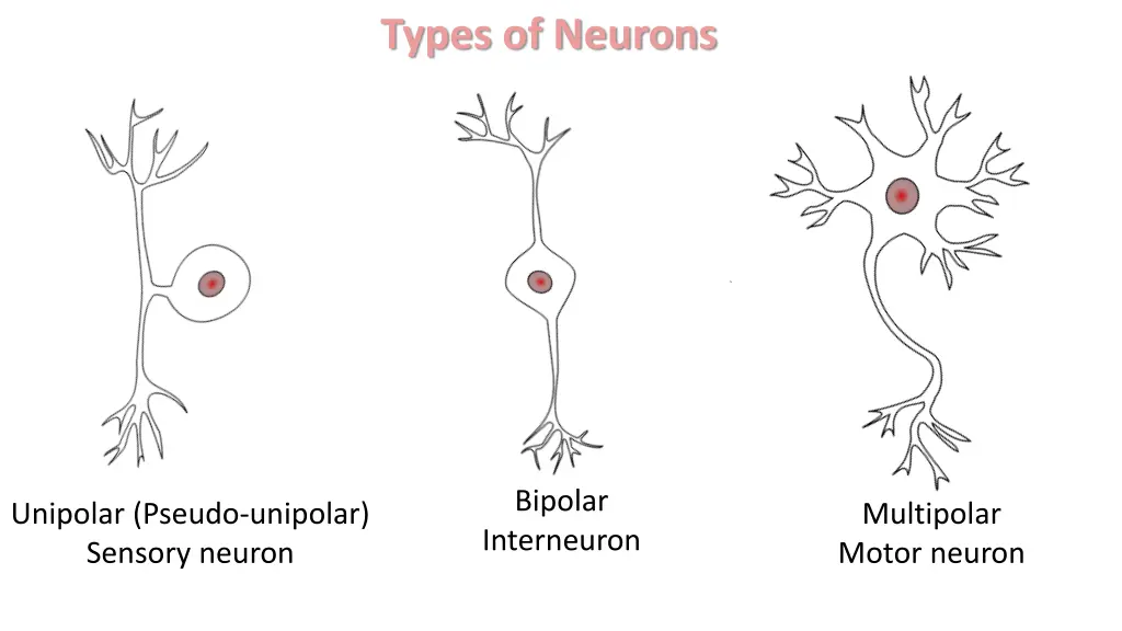 types of neurons 1