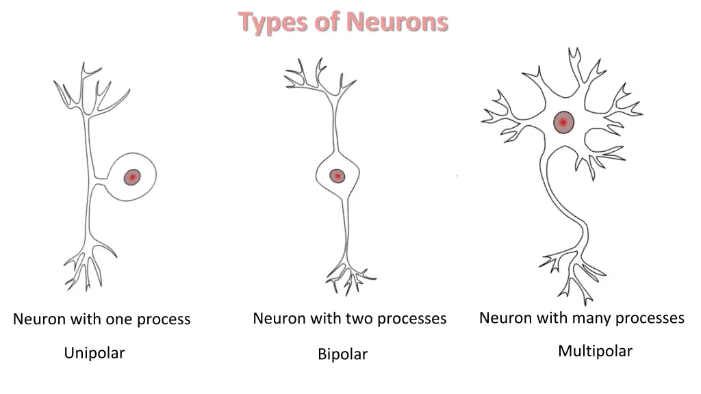 types of neurons