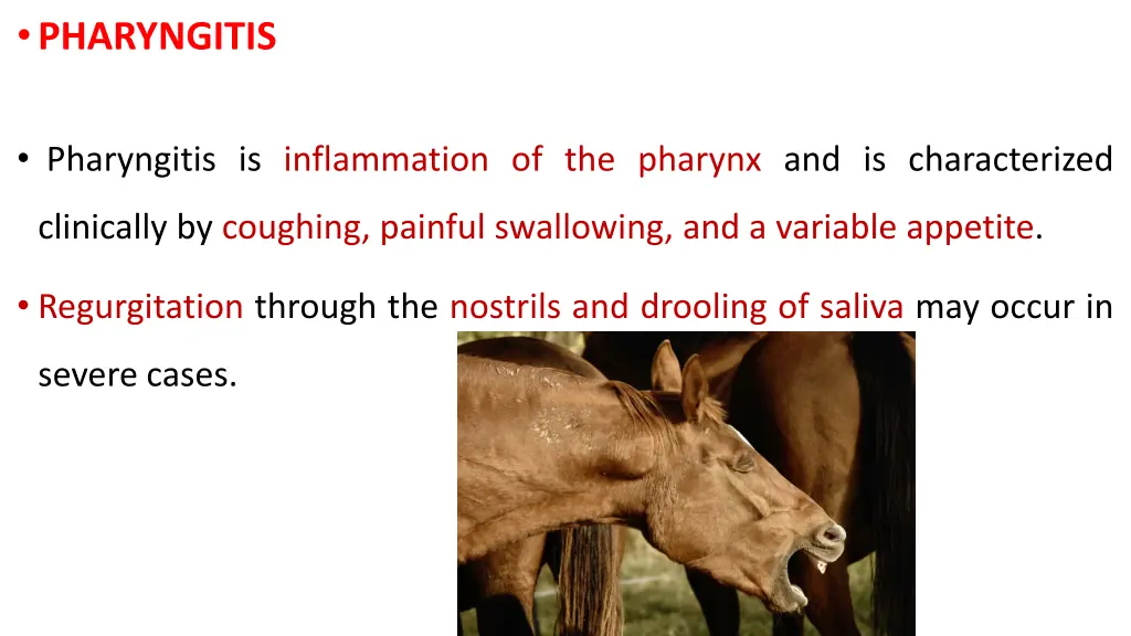 pharyngitis