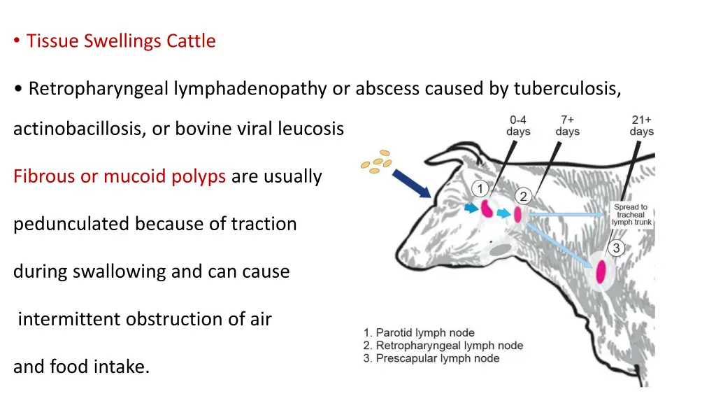 tissue swellings cattle