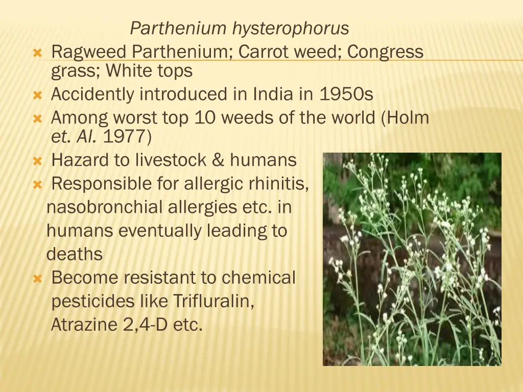 parthenium hysterophorus ragweed parthenium