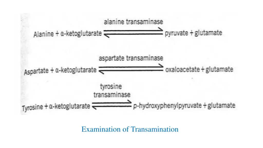 examination of transamination