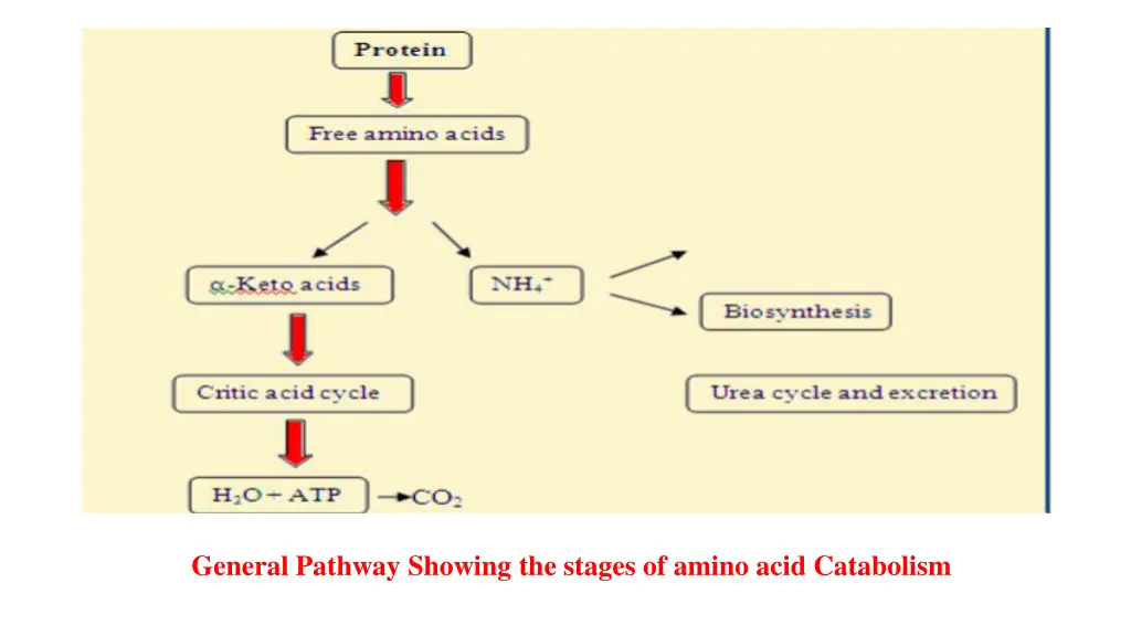 general pathway showing the stages of amino acid