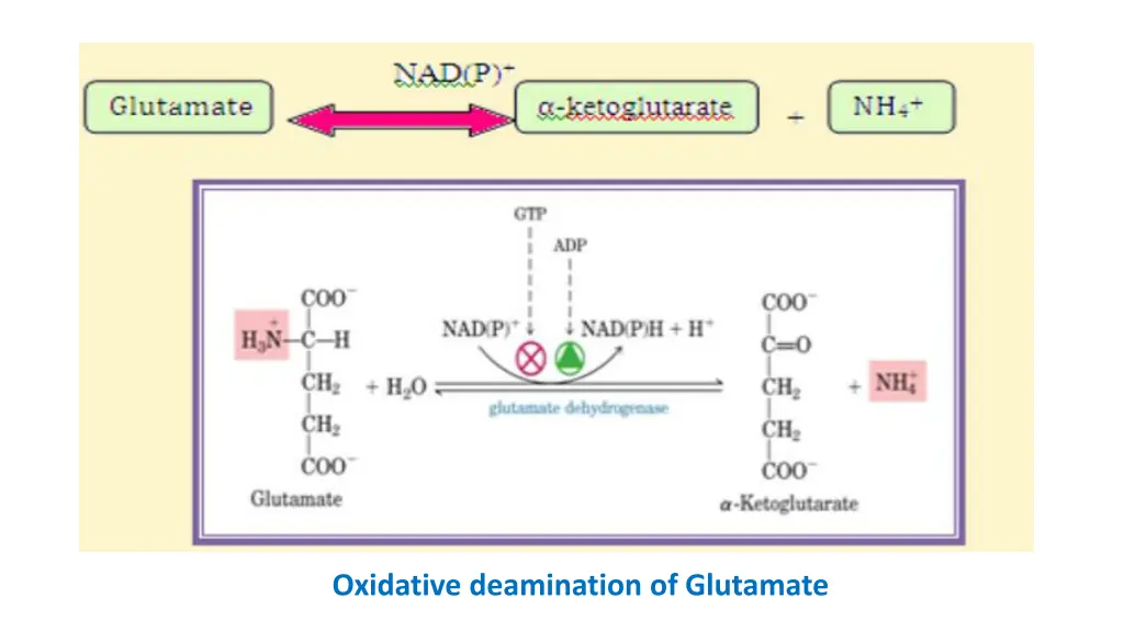 oxidative deamination of glutamate