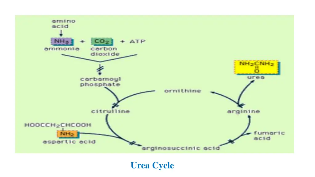 urea cycle