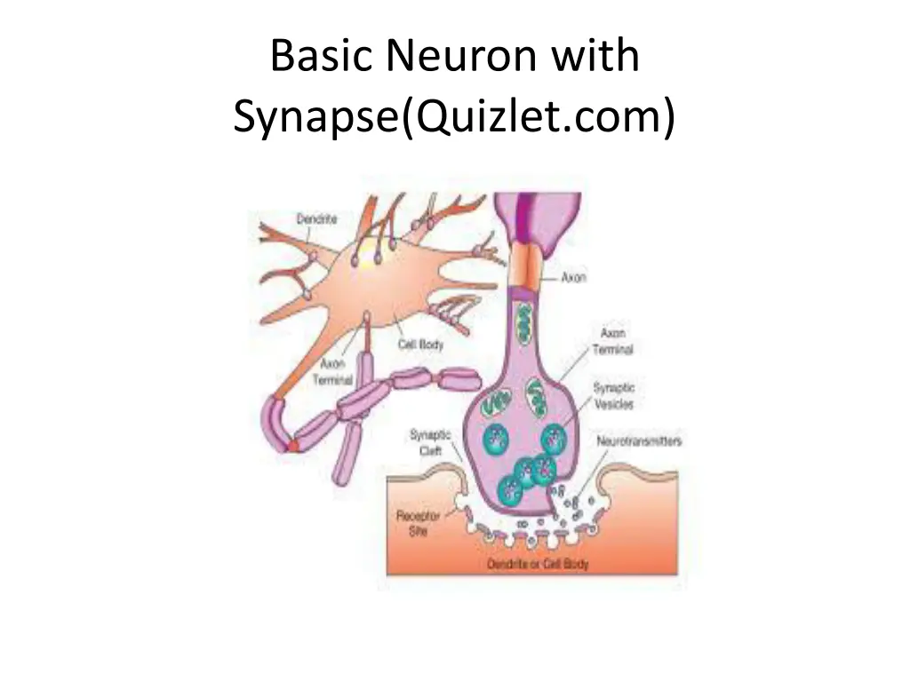 basic neuron with synapse quizlet com