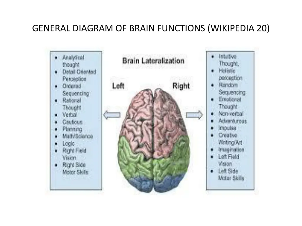 general diagram of brain functions wikipedia 20