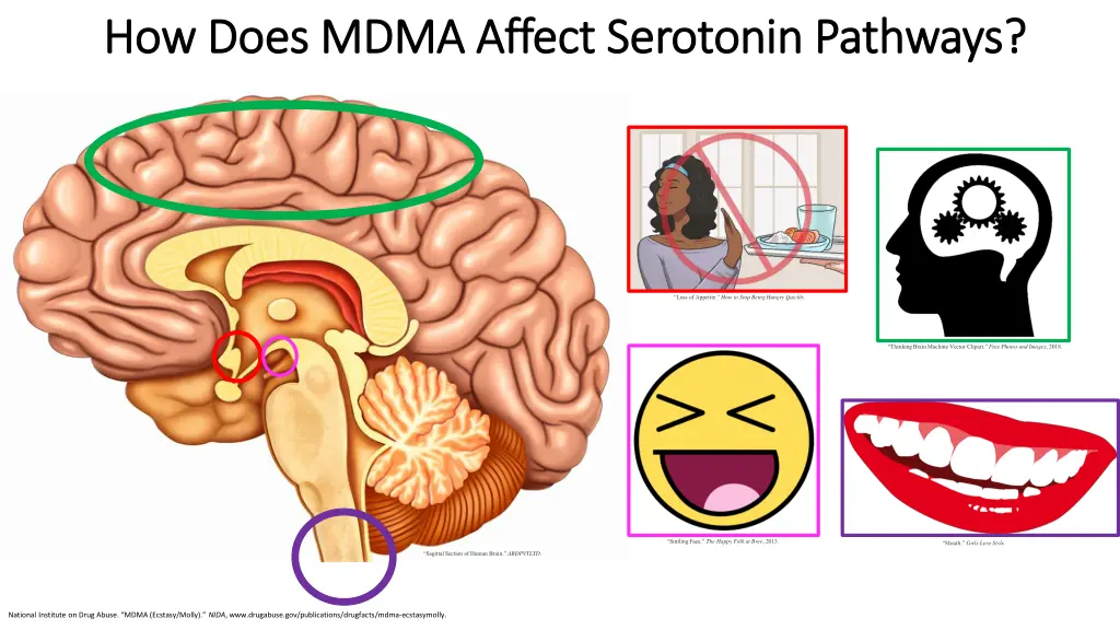 how does mdma affect serotonin pathways how does