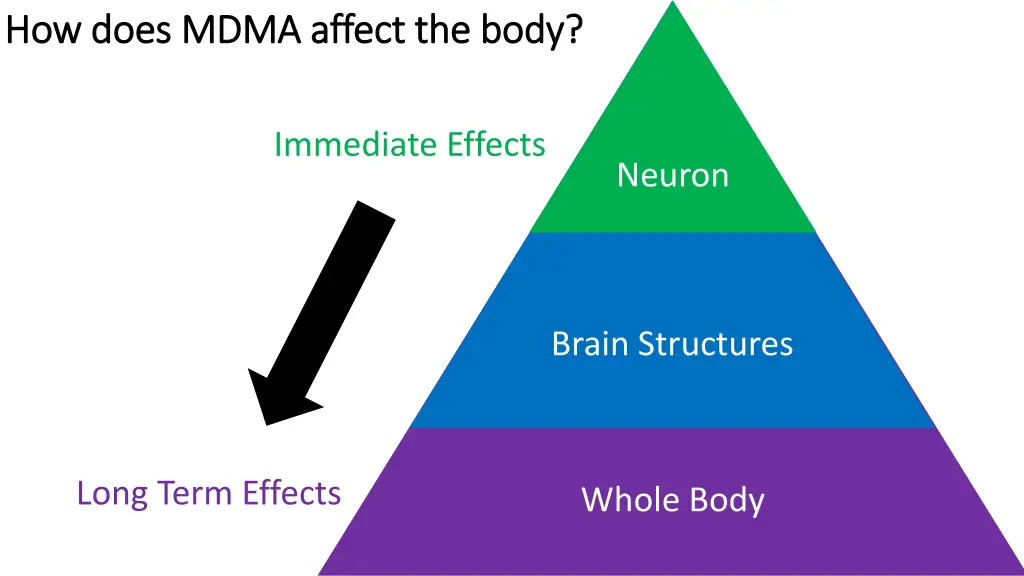 how does mdma affect the body how does mdma