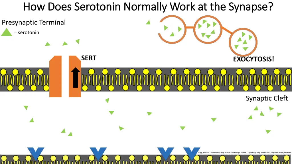 how does serotonin normally work at the synapse