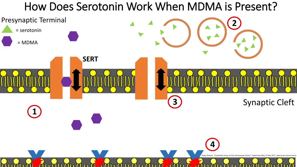 how does serotonin work when mdma is present