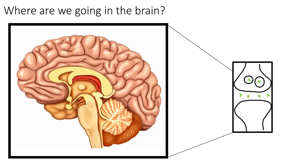 where are we going in the brain 1