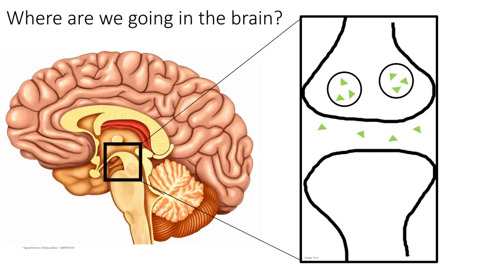 where are we going in the brain