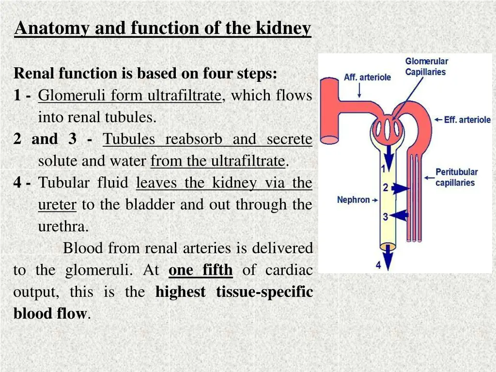 anatomy and function of the kidney