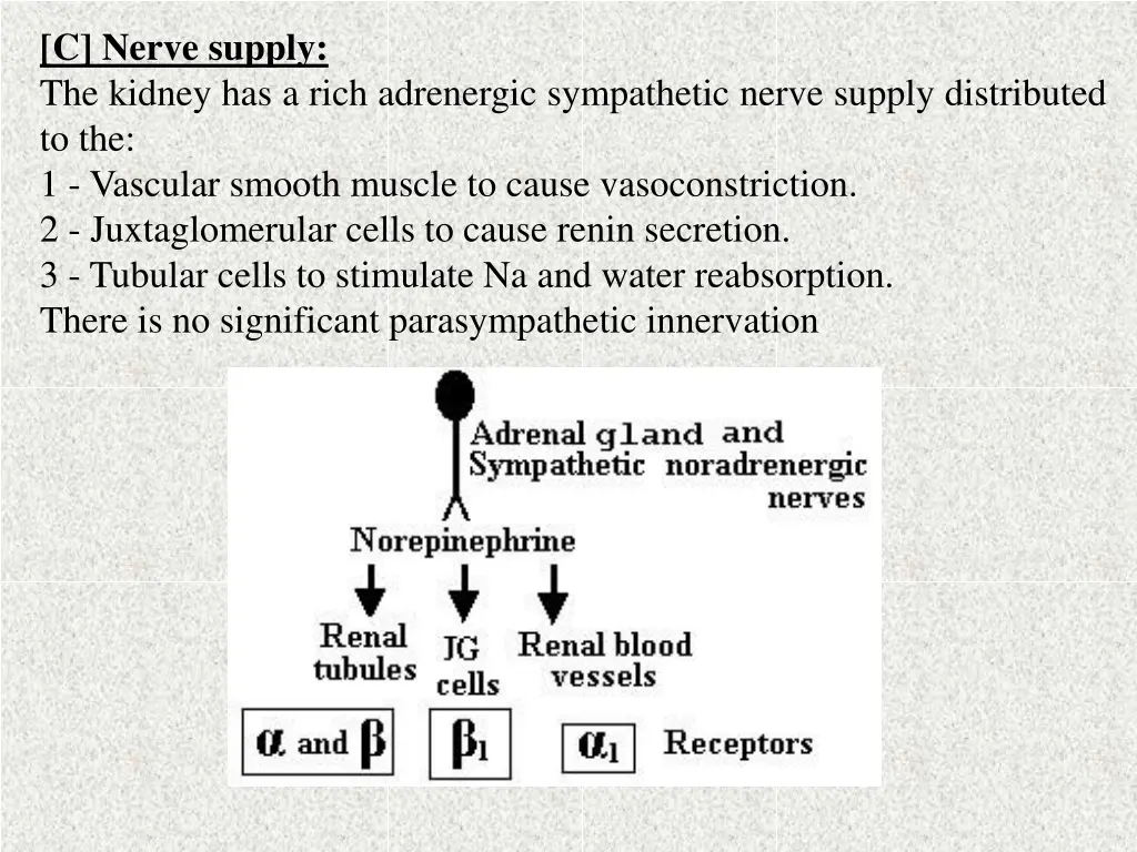 c nerve supply the kidney has a rich adrenergic