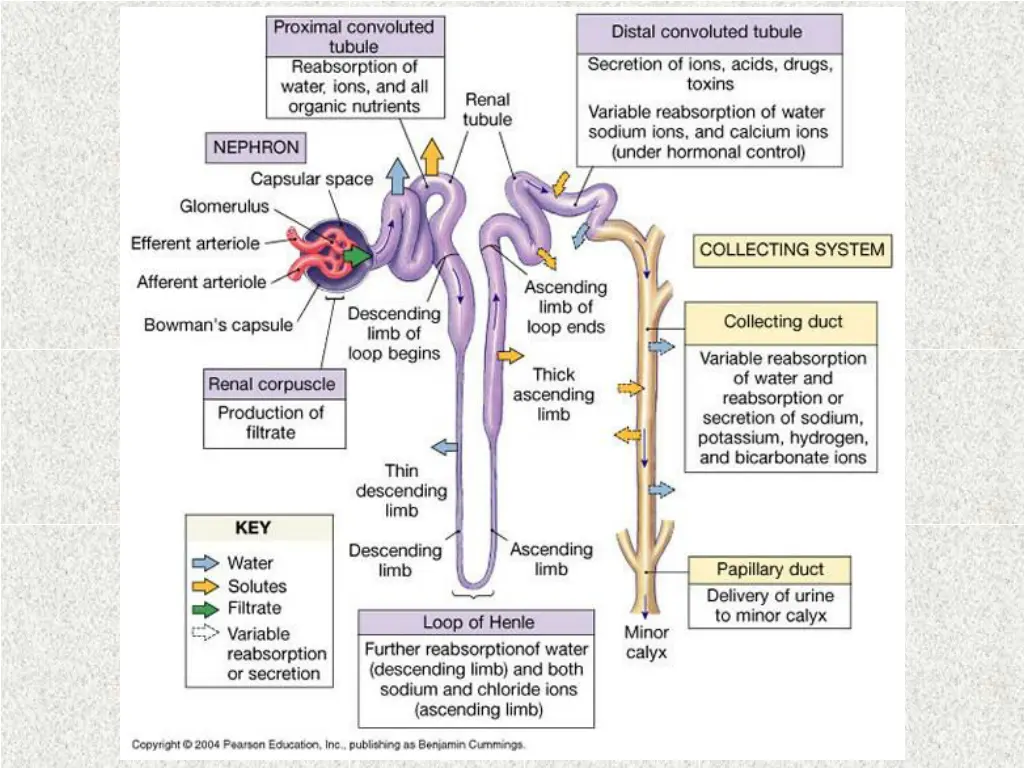 slide11