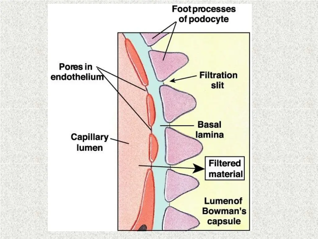 slide7