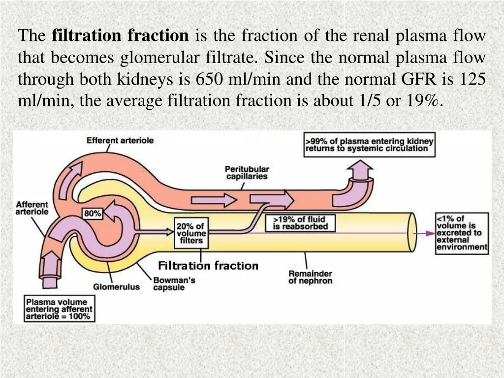 the filtration fraction is the fraction