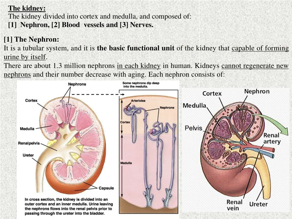 the kidney the kidney divided into cortex