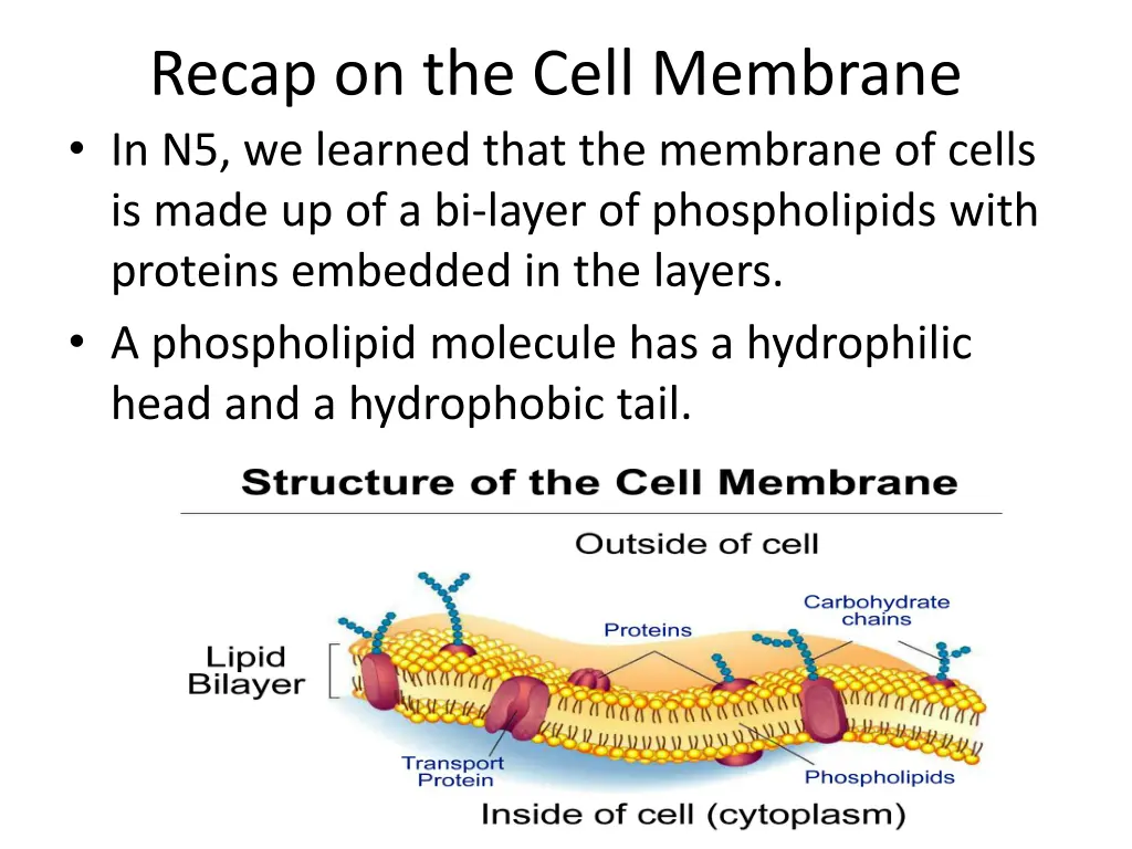 recap on the cell membrane in n5 we learned that