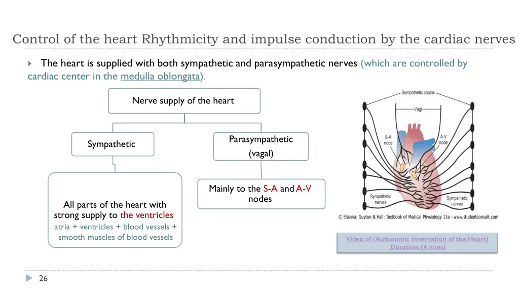 control of the heart rhythmicity and impulse