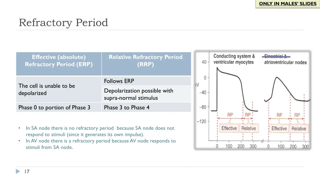 only in males slides 10