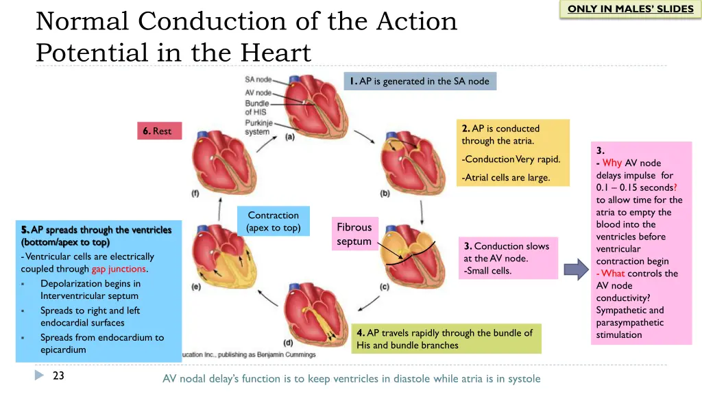 only in males slides 12