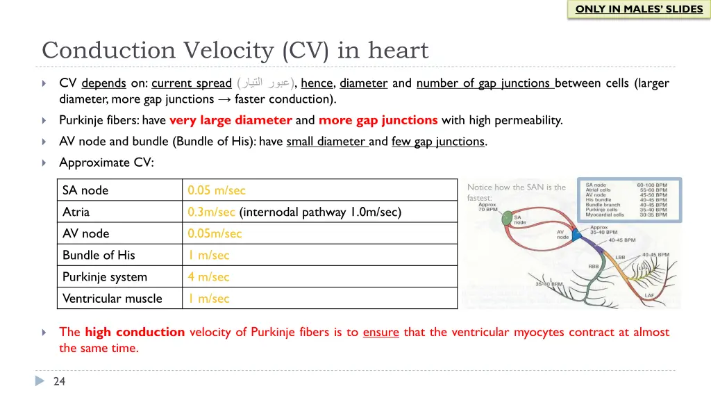 only in males slides 13