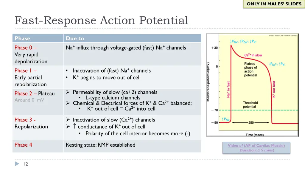 only in males slides 6