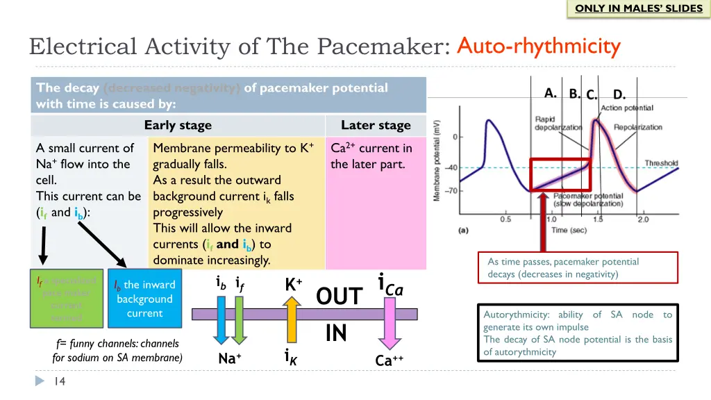 only in males slides 8