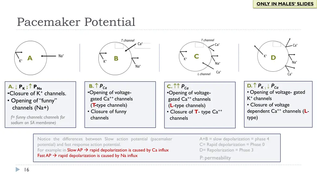 only in males slides 9