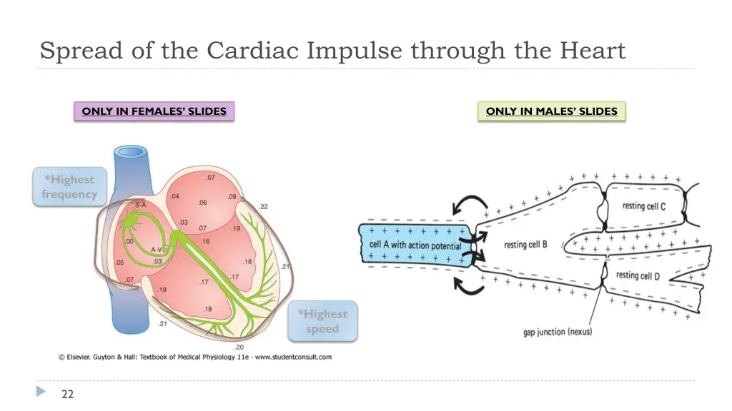 spread of the cardiac impulse through the heart