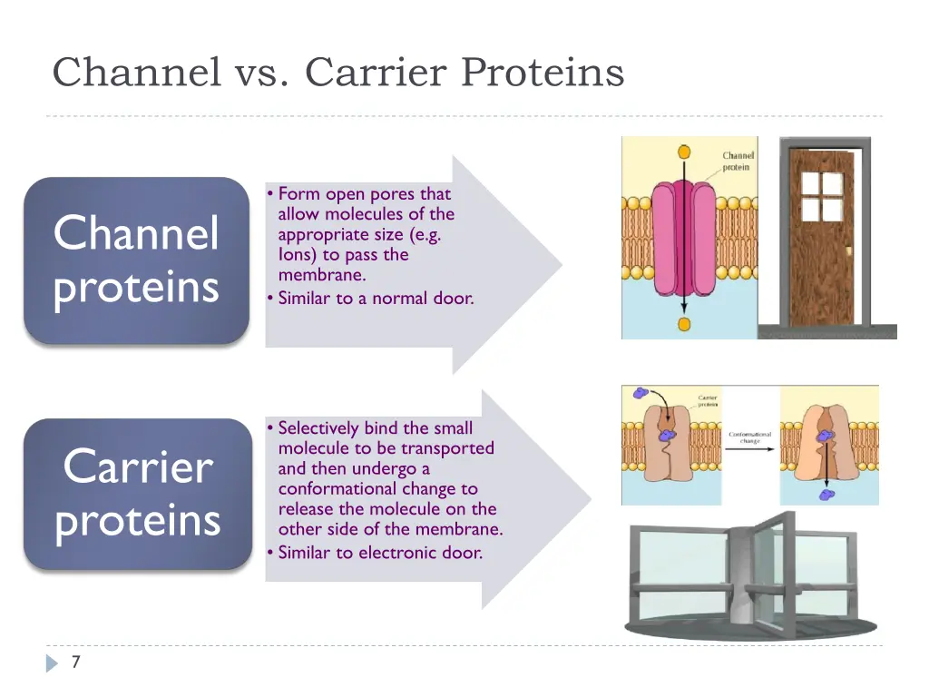 channel vs carrier proteins