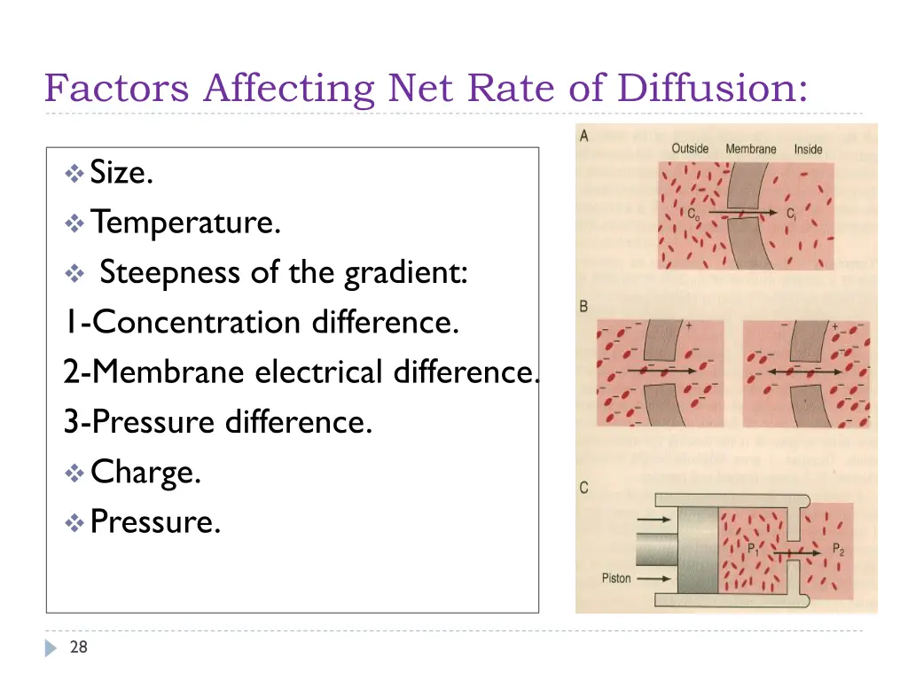 factors affecting net rate of diffusion