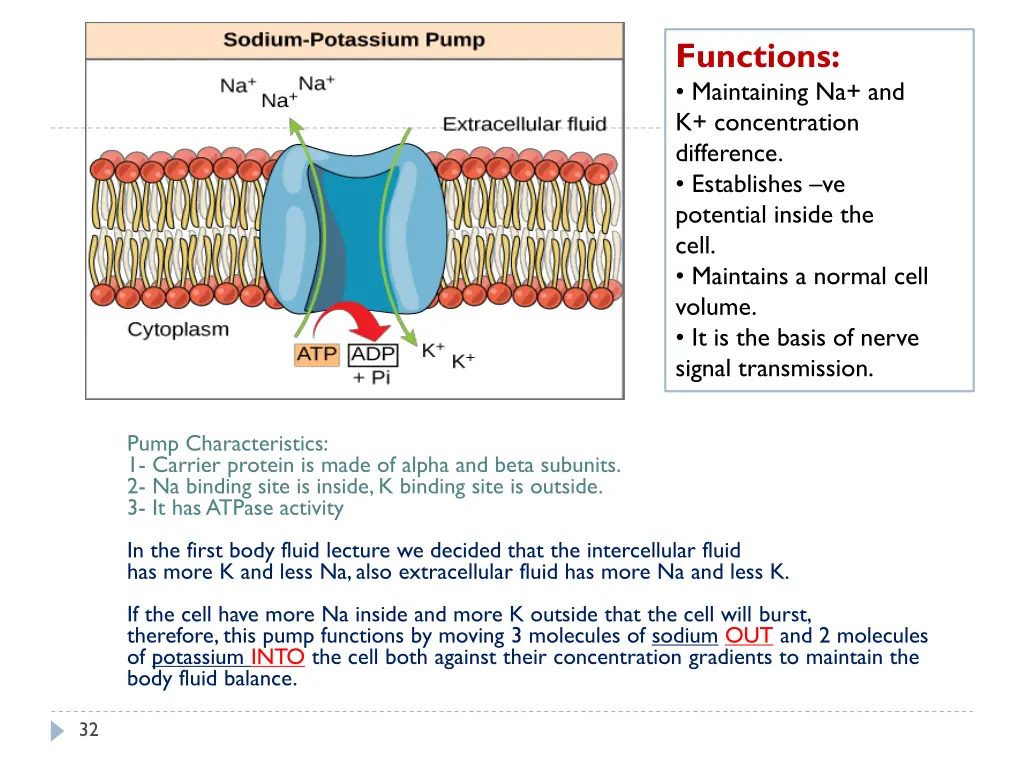 functions maintaining na and k concentration