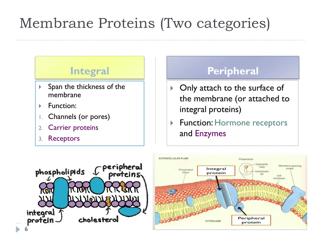 membrane proteins two categories