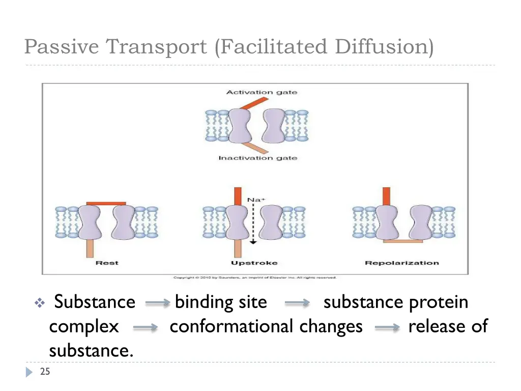 passive transport facilitated diffusion 2