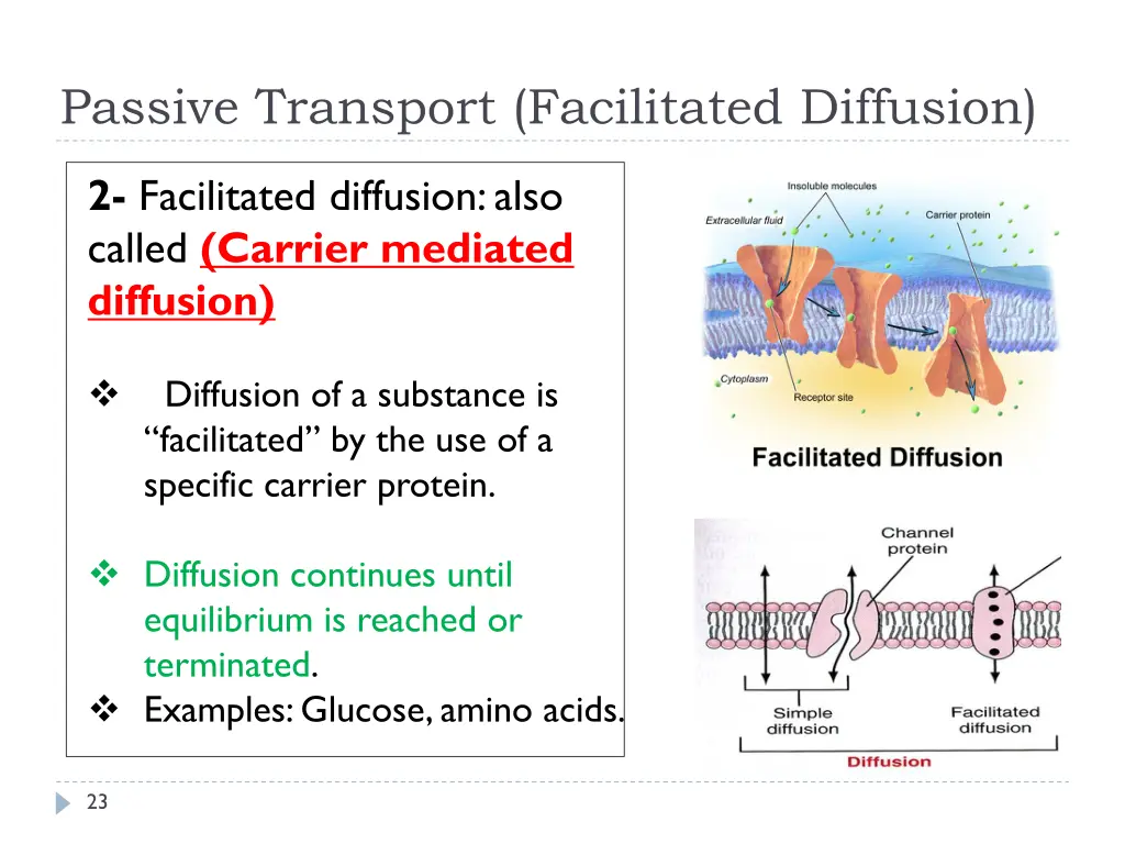 passive transport facilitated diffusion