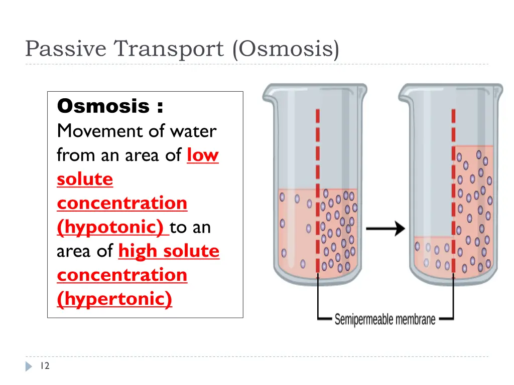 passive transport osmosis