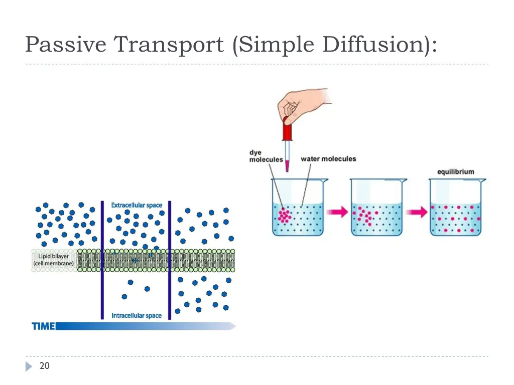 passive transport simple diffusion 1