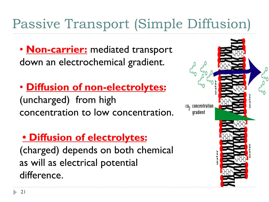 passive transport simple diffusion 2