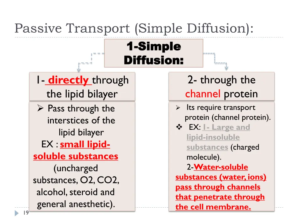 passive transport simple diffusion