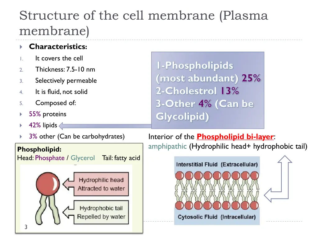 structure of the cell membrane plasma membrane