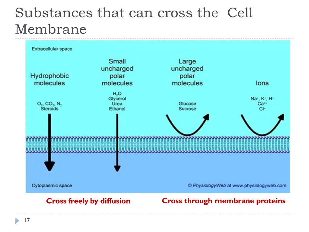 substances that can cross the cell membrane 1